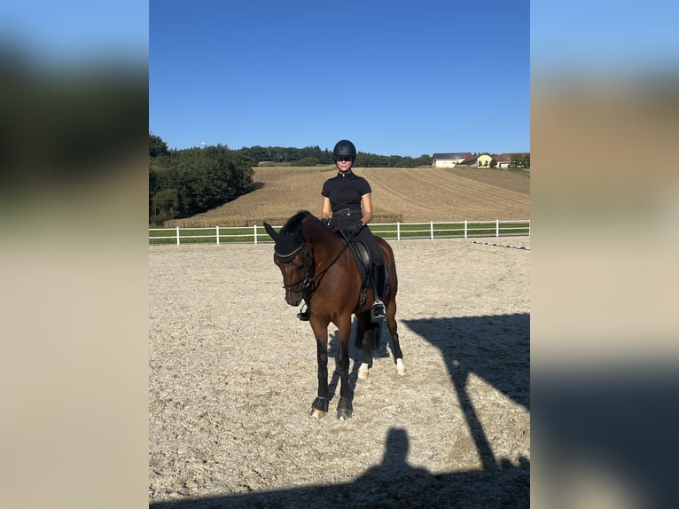 German Riding Pony Gelding 6 years 14,2 hh Brown in Schlierbach