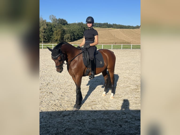 German Riding Pony Gelding 6 years 14,2 hh Brown in Schlierbach