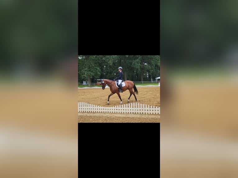 German Riding Pony Gelding 6 years 14,2 hh Brown in Bülstringen