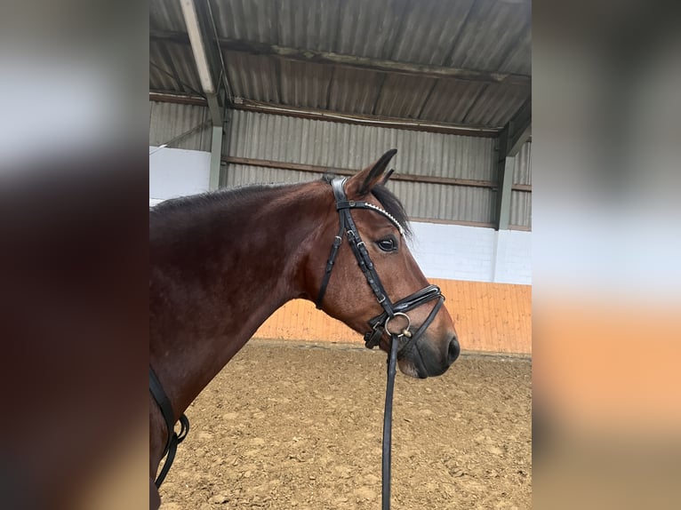 German Riding Pony Gelding 6 years 14.2 hh Brown in Datteln