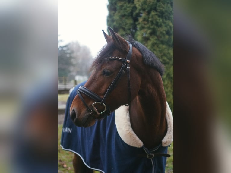 German Riding Pony Gelding 6 years 14.2 hh Brown in Datteln