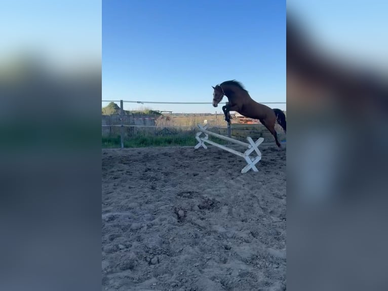 German Riding Pony Gelding 6 years 14.2 hh Brown in Angern