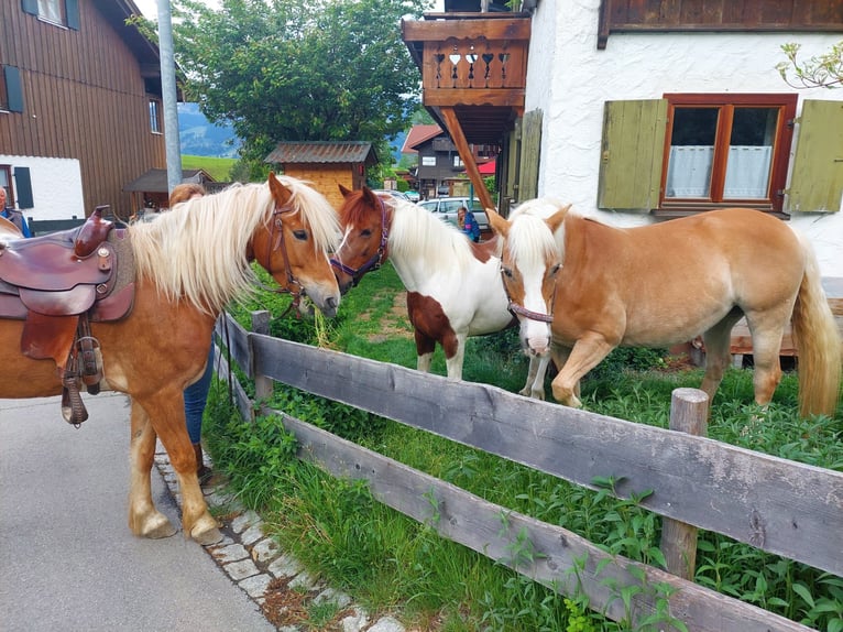 German Riding Pony Mix Gelding 6 years 14,2 hh Chestnut-Red in Sonthofen