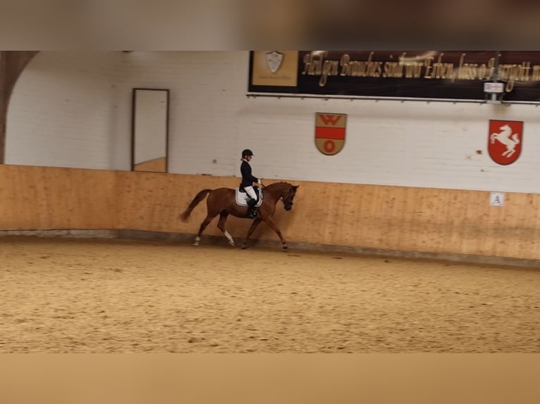 German Riding Pony Gelding 6 years 14,2 hh Chestnut-Red in Selm