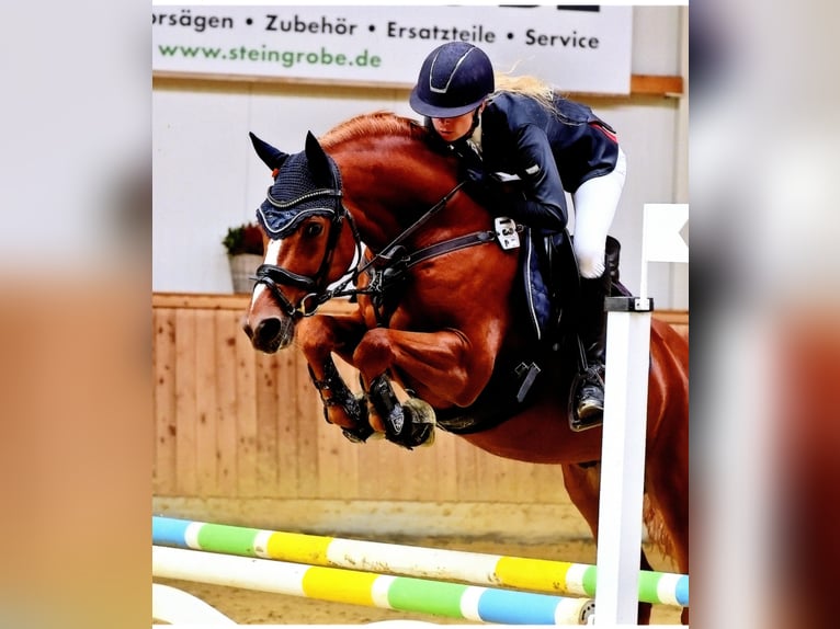 German Riding Pony Gelding 6 years 14,2 hh Chestnut-Red in Selm