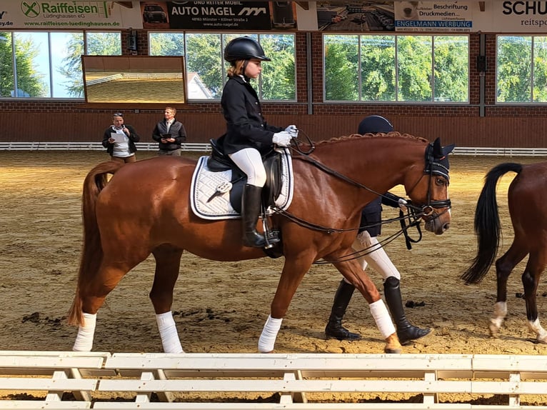 German Riding Pony Gelding 6 years 14,2 hh Chestnut-Red in Selm