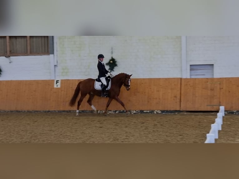 German Riding Pony Gelding 6 years 14,2 hh Chestnut-Red in Selm