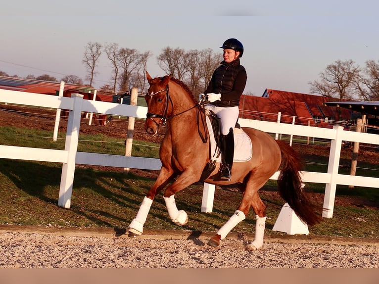 German Riding Pony Gelding 6 years 14.2 hh Chestnut-Red in Recke, bei Osnabrück