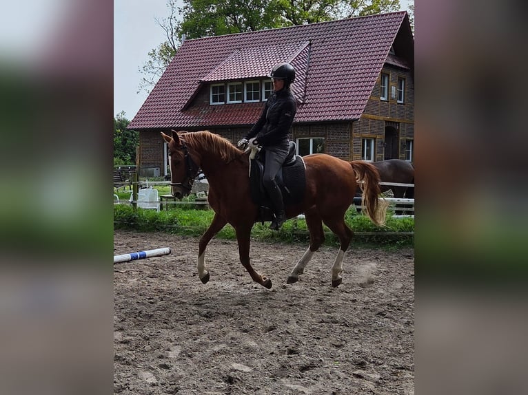German Riding Pony Gelding 6 years 14.2 hh Chestnut-Red in Ganderkesee
