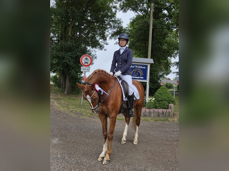 German Riding Pony Gelding 6 years 14.2 hh Chestnut-Red in Ganderkesee