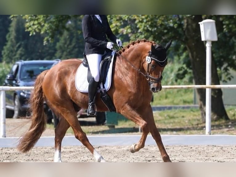 German Riding Pony Gelding 6 years 14.2 hh Chestnut-Red in Fürstenau