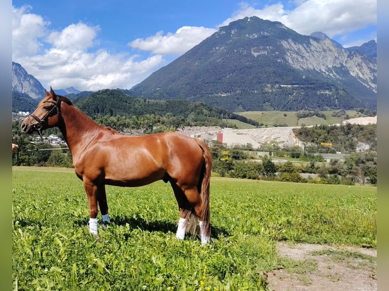 German Riding Pony Gelding 6 years 14.2 hh Chestnut-Red in Buch