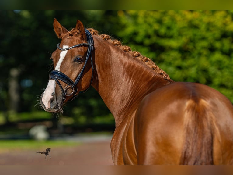 German Riding Pony Gelding 6 years 14,2 hh Chestnut-Red in Essen (Oldenburg)