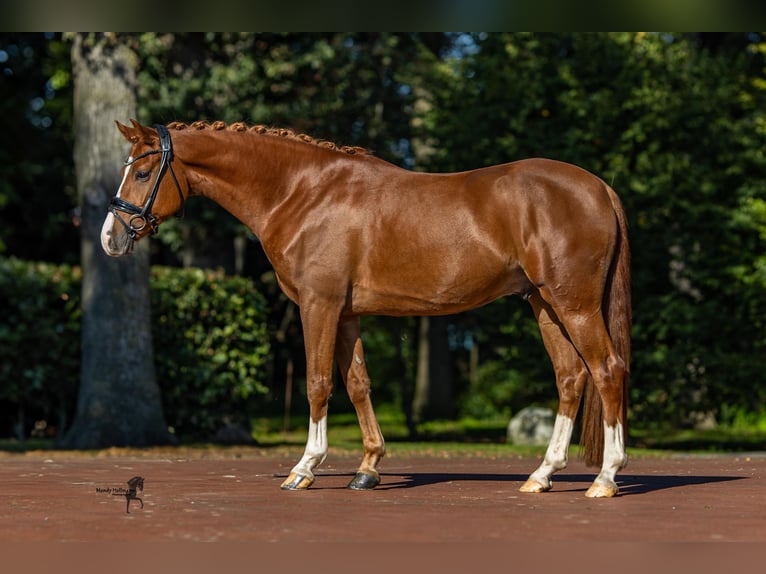 German Riding Pony Gelding 6 years 14,2 hh Chestnut-Red in Essen (Oldenburg)