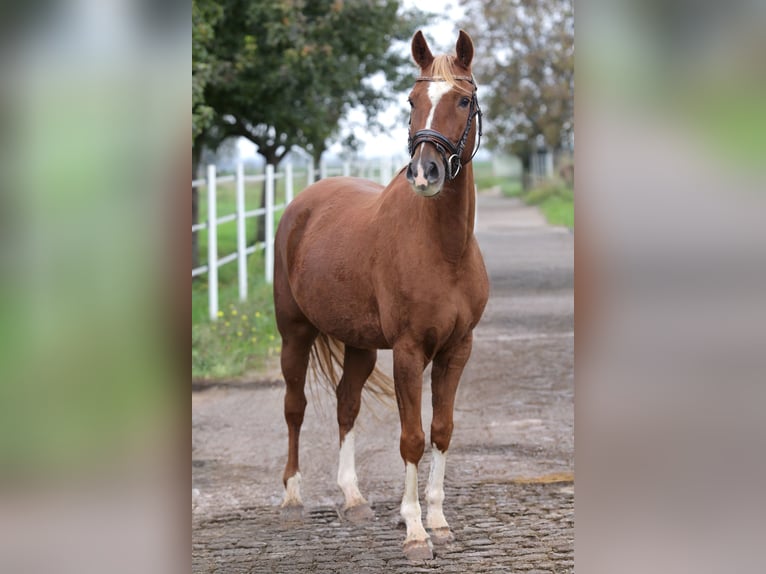 German Riding Pony Gelding 6 years 14,2 hh Chestnut-Red in Hochdorf-Assenheim