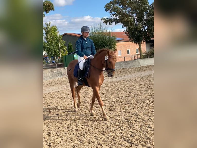 German Riding Pony Gelding 6 years 14.2 hh Chestnut in Braunschweig