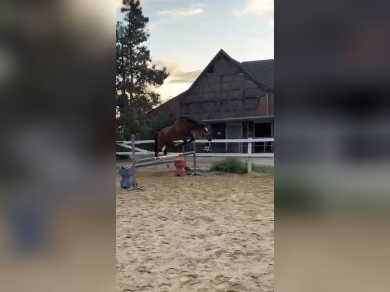 German Riding Pony Gelding 6 years 14,2 hh in Ratingen
