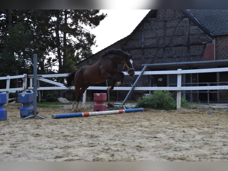 German Riding Pony Gelding 6 years 14,2 hh in Ratingen