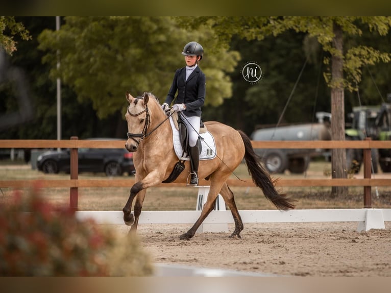 German Riding Pony Gelding 6 years 14,2 hh Dun in Langwedel