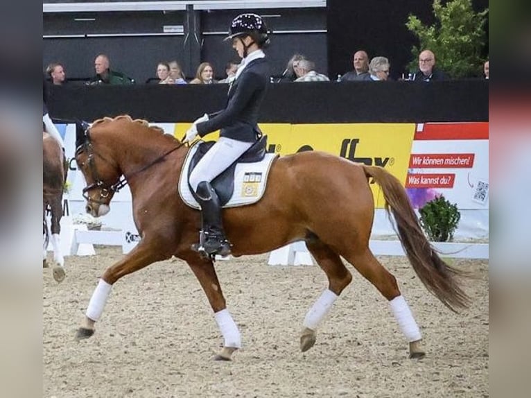 German Riding Pony Gelding 6 years 14.2 hh  in Osnabrück