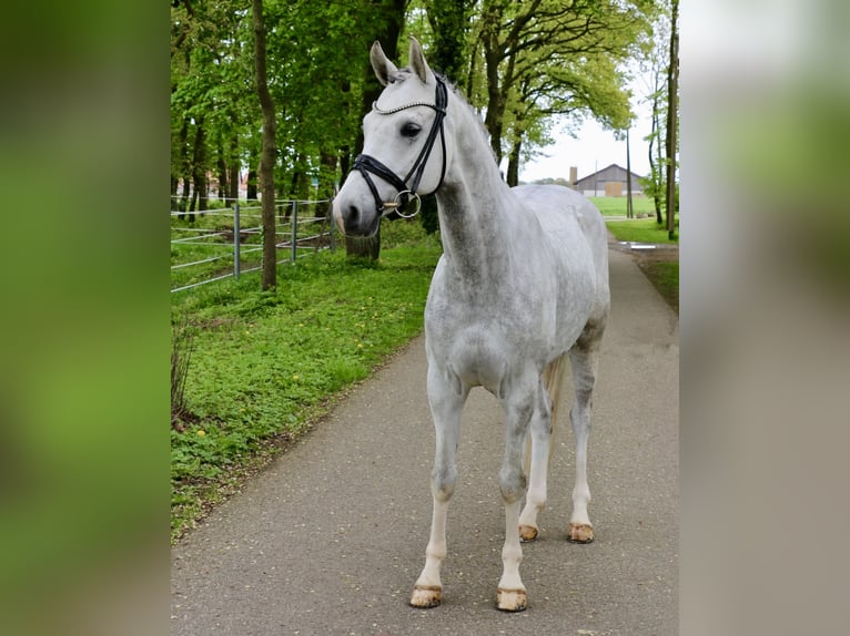 German Riding Pony Gelding 6 years 14,2 hh Gray in Recke