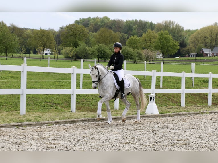 German Riding Pony Gelding 6 years 14,2 hh Gray in Recke
