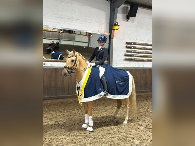 German Riding Pony Gelding 6 years 14.2 hh Palomino in Werkendam