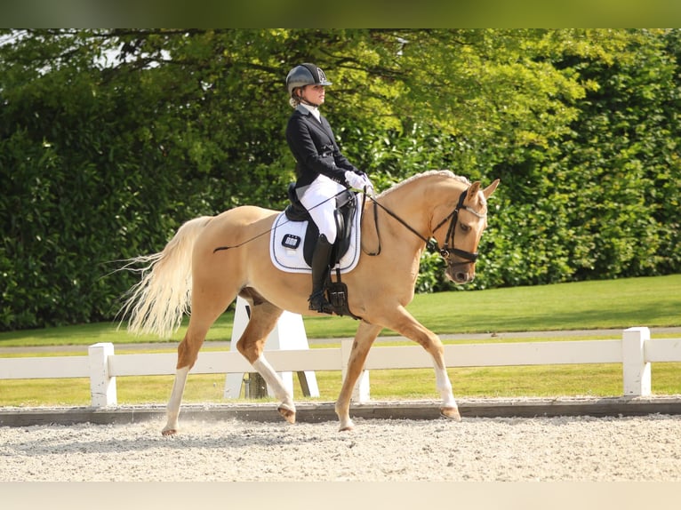 German Riding Pony Gelding 6 years 14.2 hh Palomino in Werkendam