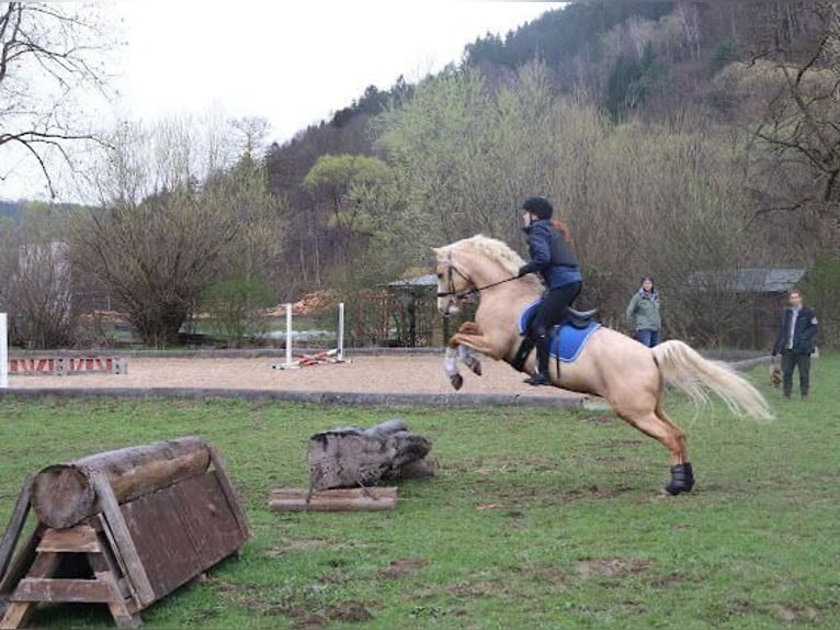 German Riding Pony Gelding 6 years 14,2 hh Palomino in Deutsch Brodersdorf