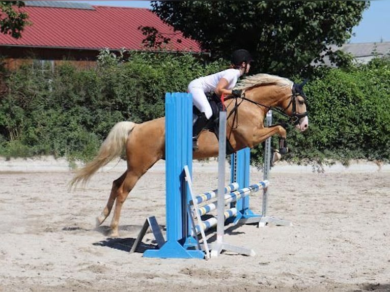 German Riding Pony Gelding 6 years 14,2 hh Palomino in Deutsch Brodersdorf