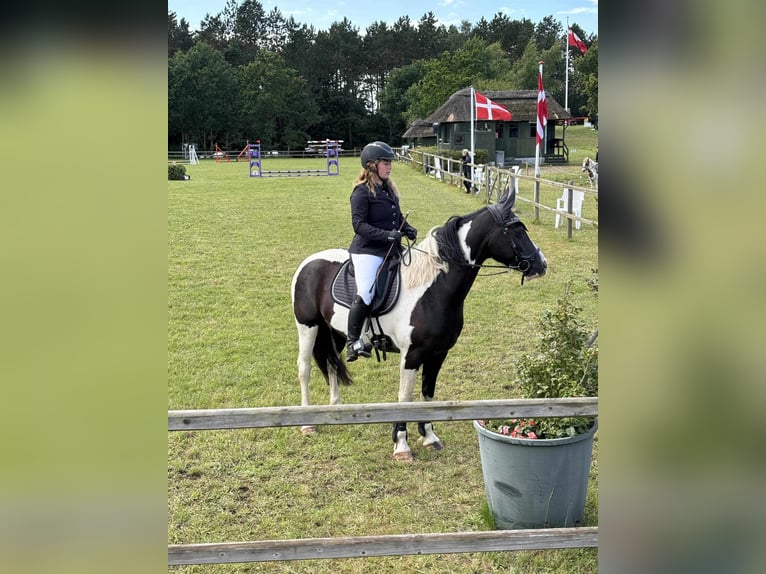 German Riding Pony Gelding 6 years 14,2 hh Pinto in Handewitt