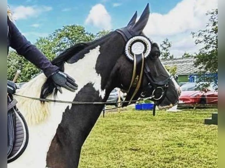 German Riding Pony Gelding 6 years 14,2 hh Pinto in Handewitt