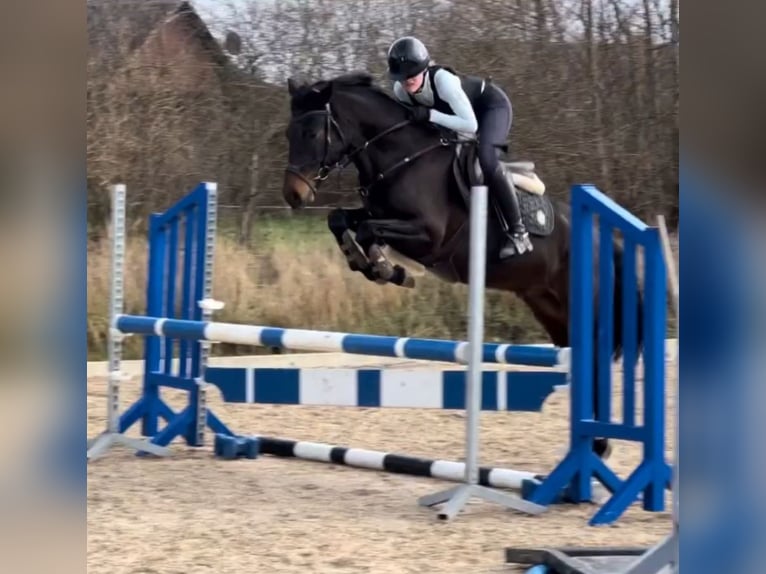 German Riding Pony Gelding 6 years 14,2 hh in Klein Wittensee