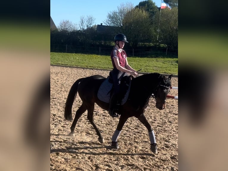 German Riding Pony Gelding 6 years 14,2 hh in Klein Wittensee