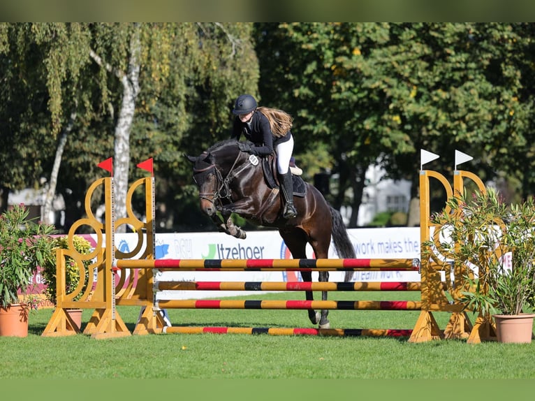 German Riding Pony Gelding 6 years 14,2 hh in Klein Wittensee