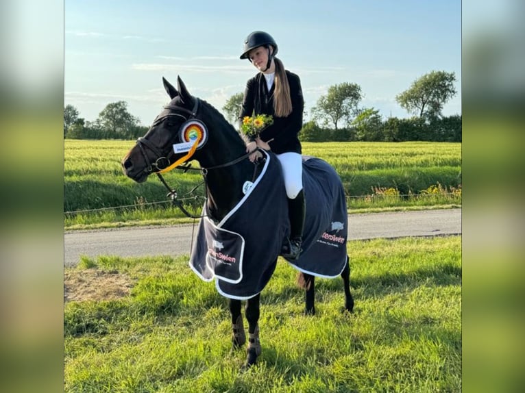 German Riding Pony Gelding 6 years 14,2 hh in Klein Wittensee