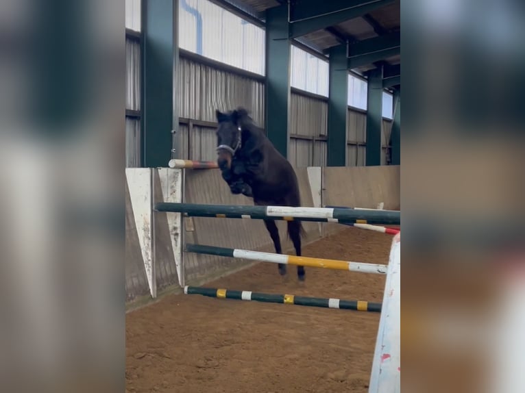 German Riding Pony Gelding 6 years 14,2 hh in Klein Wittensee