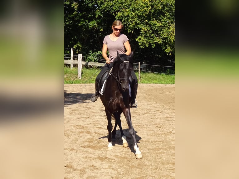 German Riding Pony Gelding 6 years 14,3 hh Black in Poseritz