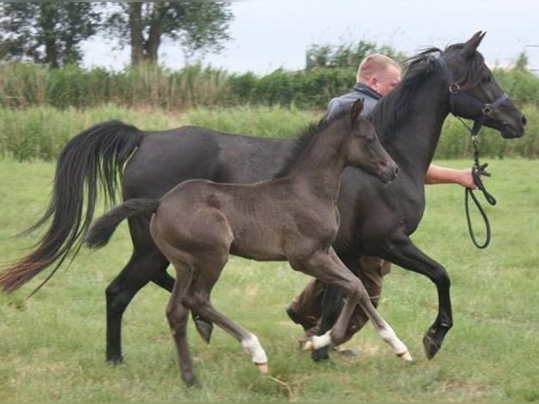 German Riding Pony Gelding 6 years 14,3 hh Black in Poseritz
