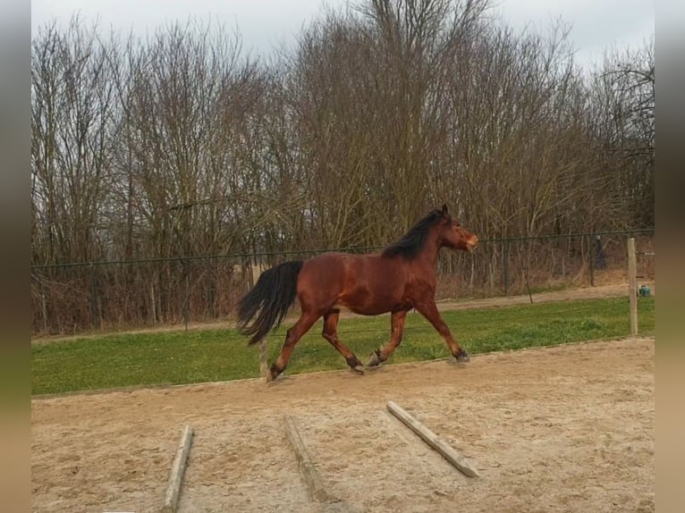 German Riding Pony Mix Gelding 6 years 14,3 hh Brown in Waldfeucht