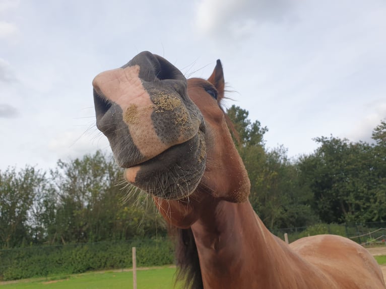 German Riding Pony Mix Gelding 6 years 14,3 hh Brown in Waldfeucht