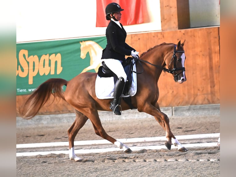 German Riding Pony Gelding 6 years 14,3 hh Chestnut-Red in Schwechatbach