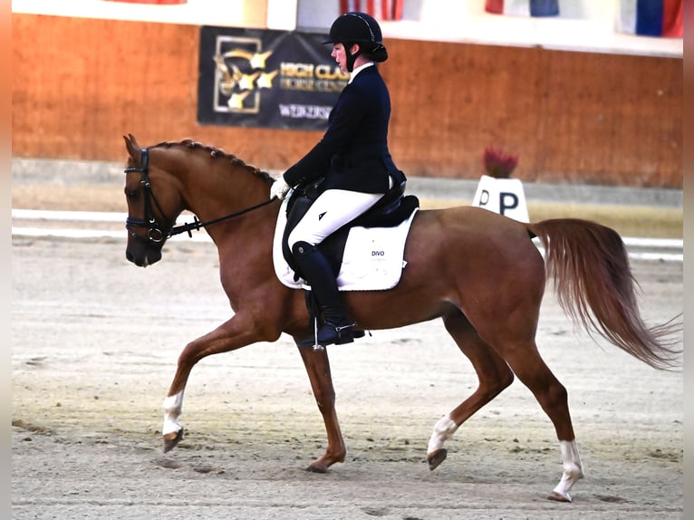 German Riding Pony Gelding 6 years 14,3 hh Chestnut-Red in Schwechatbach