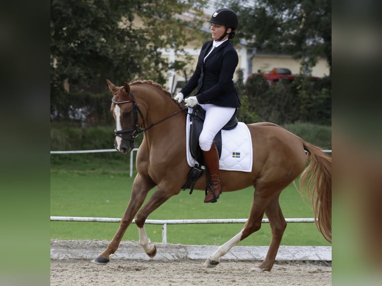 German Riding Pony Gelding 6 years 14,3 hh Chestnut-Red in Wien, Leopoldstadt