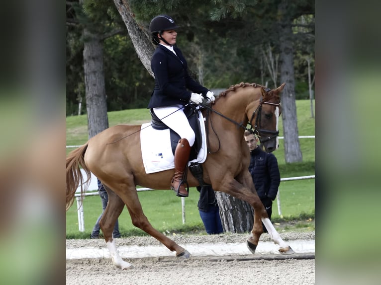 German Riding Pony Gelding 6 years 14,3 hh Chestnut-Red in Wien, Leopoldstadt