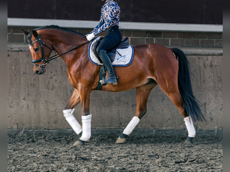 German Riding Pony Gelding 6 years 14,3 hh in Dorsten