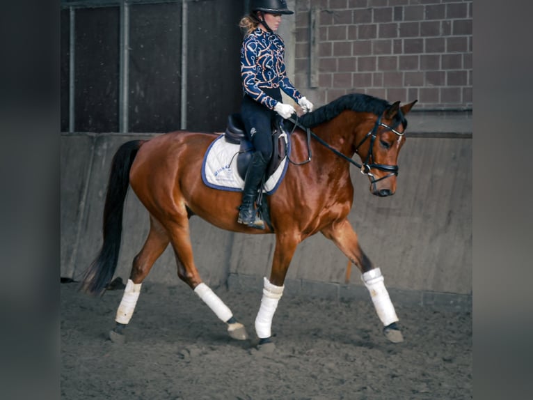 German Riding Pony Gelding 6 years 14,3 hh in Dorsten