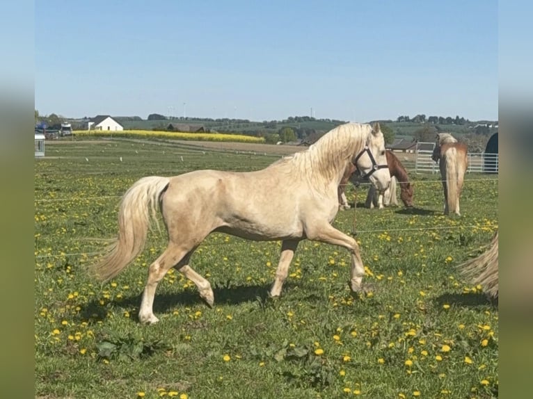 German Riding Pony Gelding 6 years 14.3 hh Palomino in Daleiden