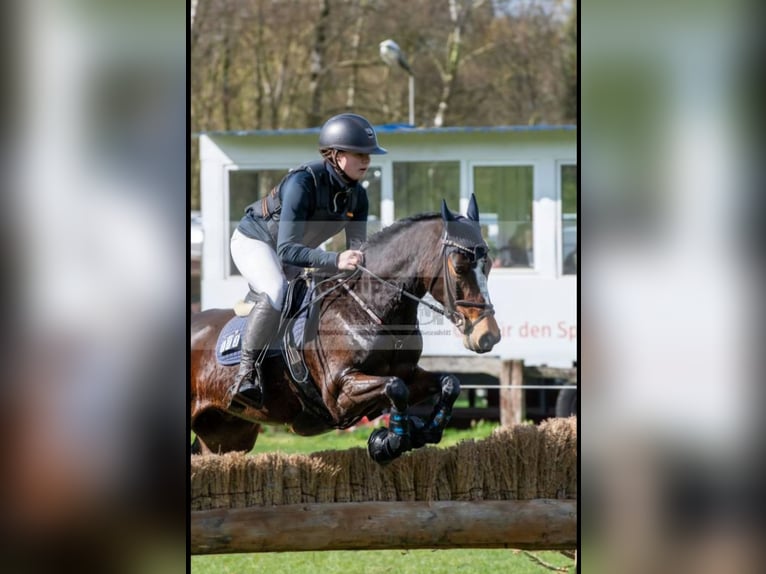 German Riding Pony Gelding 6 years 14 hh Bay-Dark in Nettetal