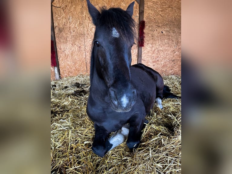 German Riding Pony Gelding 6 years 14 hh Black in Schlangen
